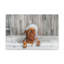 «Cute Little Griffon Bathee», art mural sur toile-1156836833