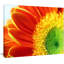 Gerber Daisy Flower Petals - reproduction de photo sur toile-1685030762-1690037773