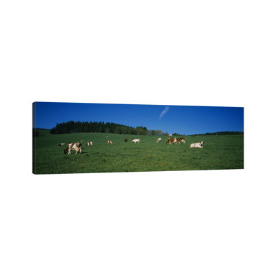 Herd Of Cows Grazing In A Field, St. Peter, Black Forest, Germany - Wrapped Canvas Panoramic Print