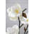 Magnolia Arrangement