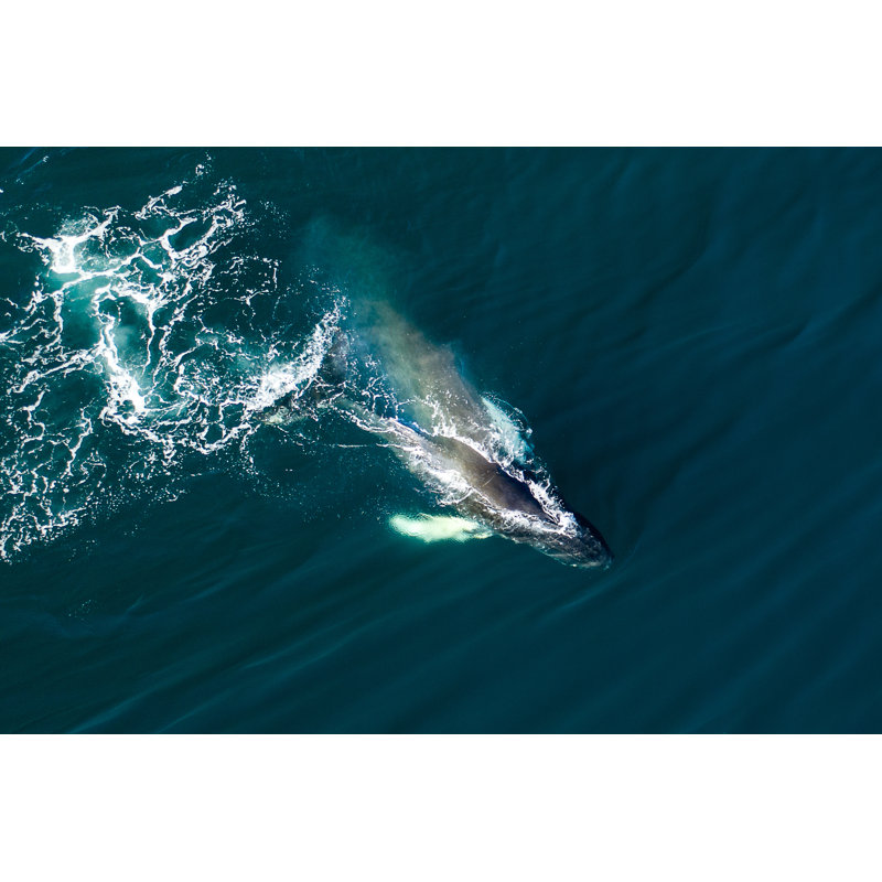 Humpback Whale, Iceland 1 Piece Wrapped Canvas Wall Art, 61cm H x 91cm W x 3.8cm D