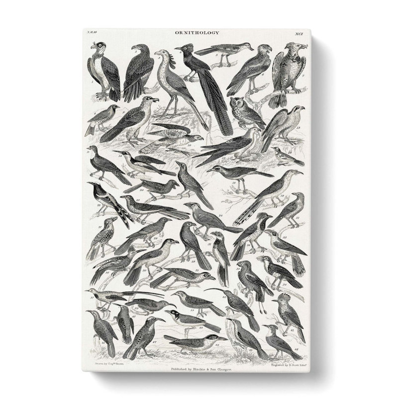 Ornithology Study Of Birds XCI by Oliver Goldsmith - Wrapped Canvas Print, 50cm H x 35cm W x 3cm D