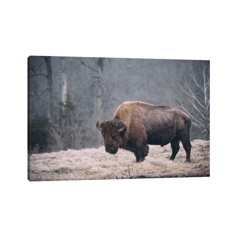 Solitary Bison II by Adam Mead - Wrapped Canvas Print, 30.48cm H x 45.72cm W