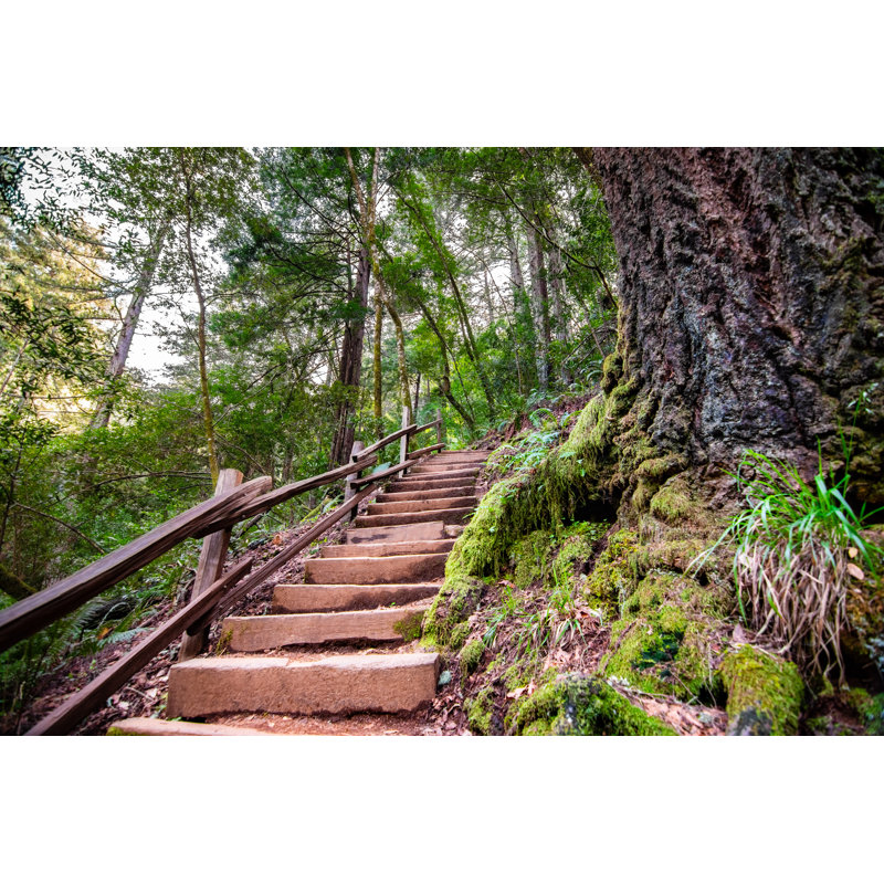 Green Forest In Marin County by Sundry Photography - Wrapped Canvas Print, 30cm H x 46cm W
