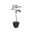 64,6 po plante