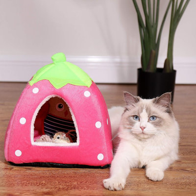 Spring Fever Hamster, cochon d'Inde, lapin, chat, Chinchilla, Hedgeh ...