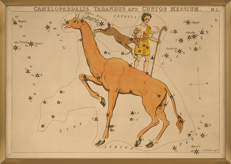 Camélopardis par Grand archives - peinture encadrée