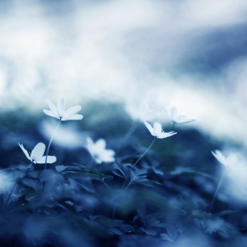 Windflowers by Tjasam - Wrapped Canvas Print, 122cm H x 122cm W x 3.8cm D