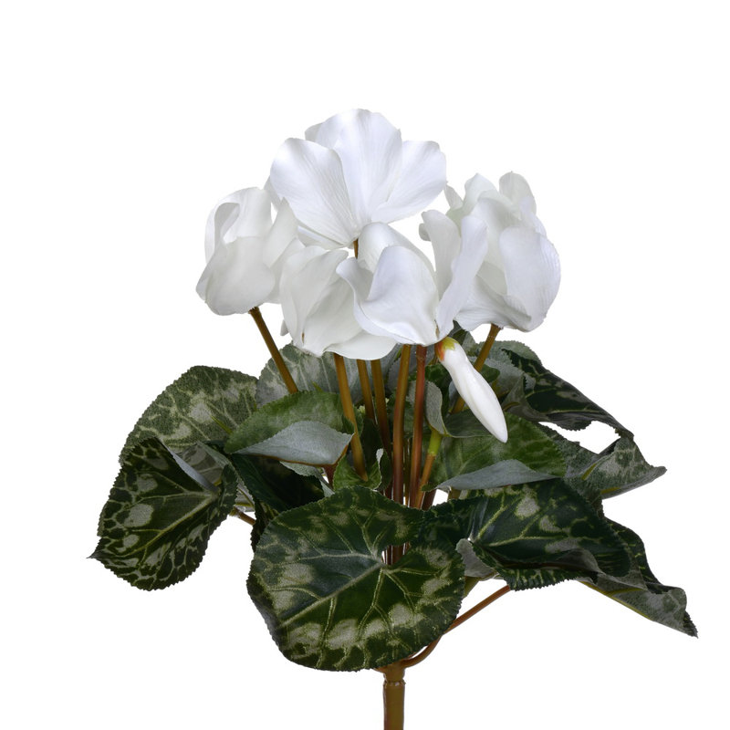Cyclamen Bush