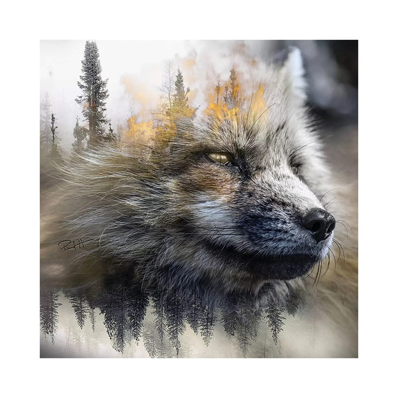 Golden Fox by Paul Haag - Print on Canvas, Wrapped Canvas, 45.72 cm H x 45.72 cm W x 1.91 cm D