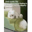 Escaliers pour chiens-1978764823