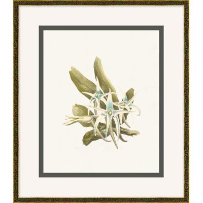 Orchidée sauvage 5