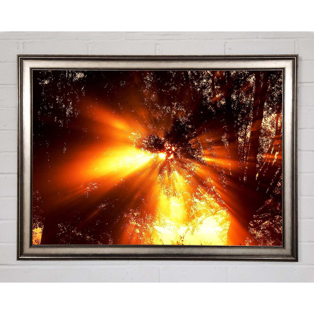 Gerahmtes Poster Sun Blaze Above The Winter Tree