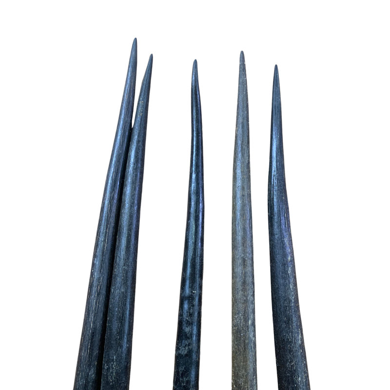 Real Oryx Antelope Horn (1 Piece)