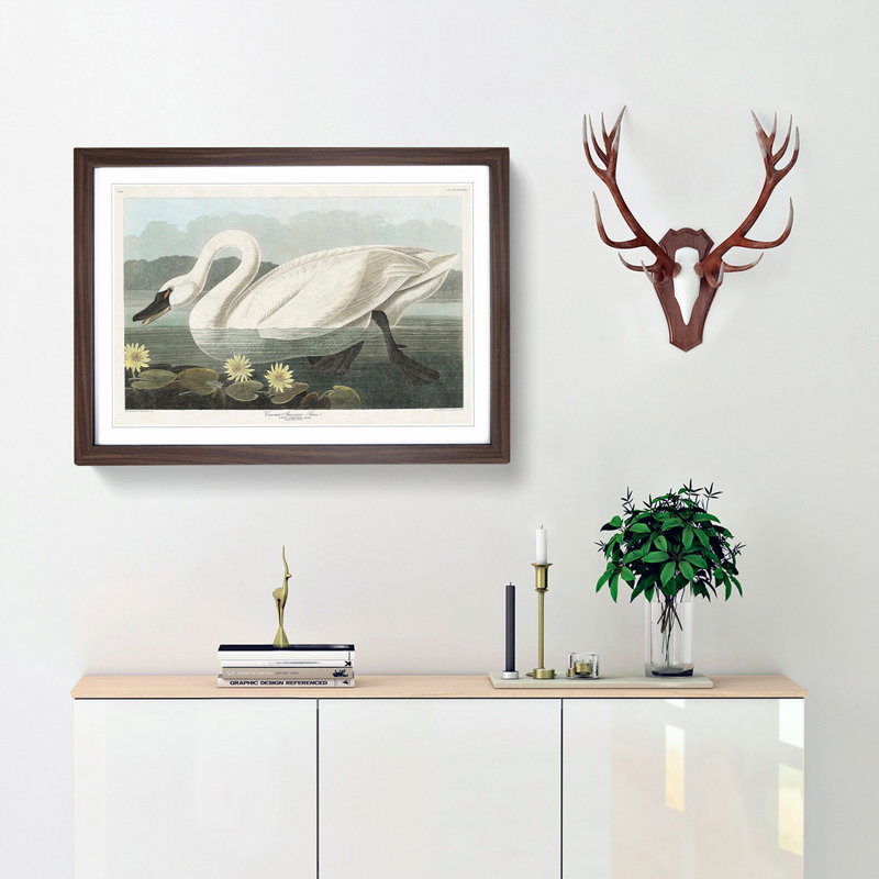 American Swan by John Audubon - Single Picture Frame Painting, 24cm H x 33cm W x 2cm D, Walnut Framed