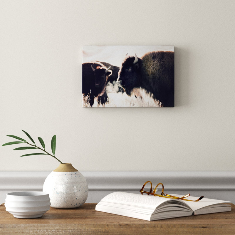 Photographie buffalo, H 8 po x l 12 po x P 0,75 po, Toile tendue