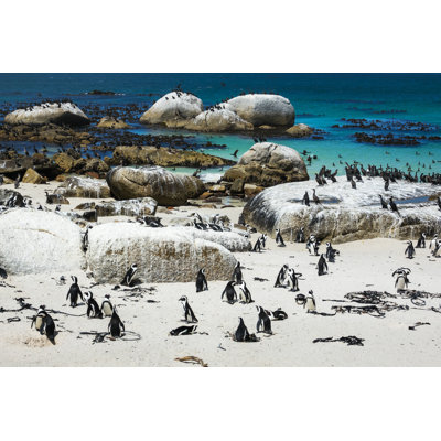 «African Penguins» par Annabreit - Photographie sur toile tendue
