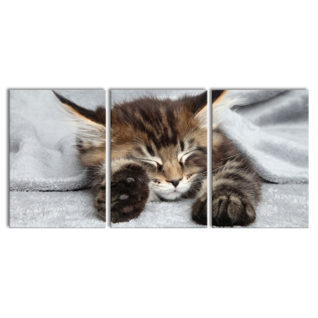 3-tlg. Leinwandbilder-Set Cute Little Kitten