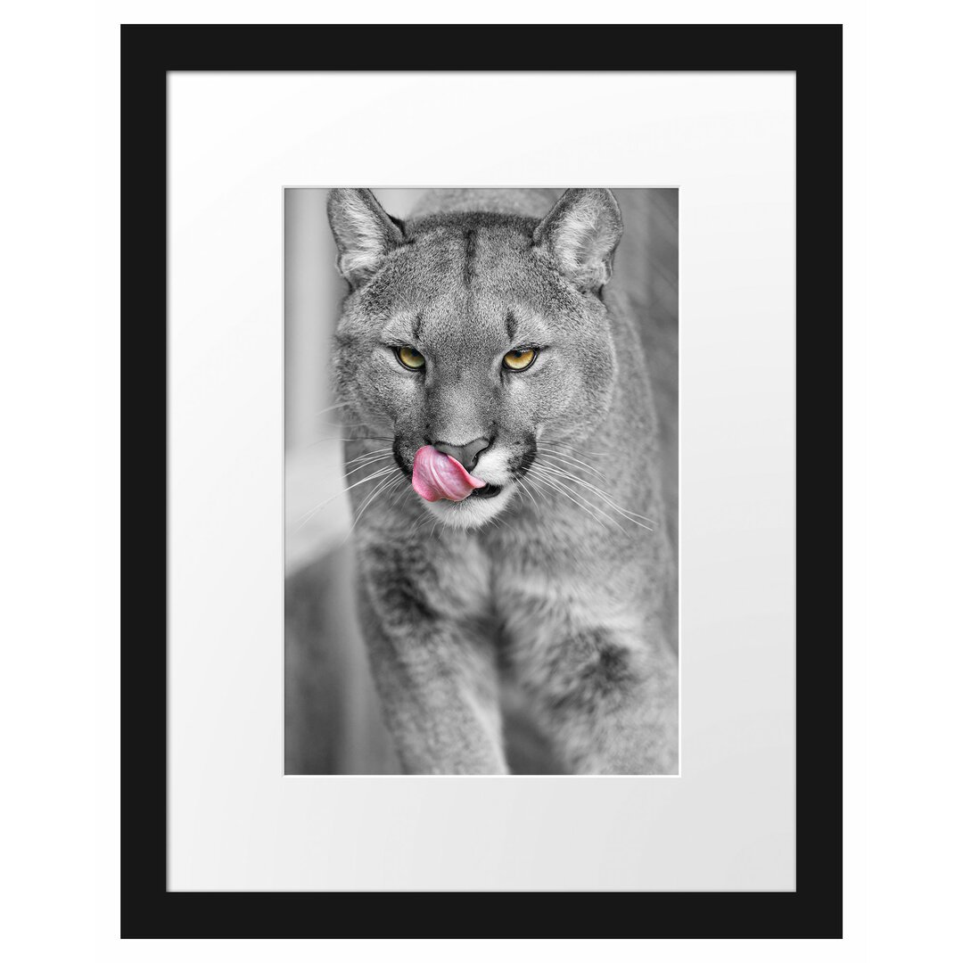 Anmutiger Puma Gerahmter Fotokunstdruck Poster