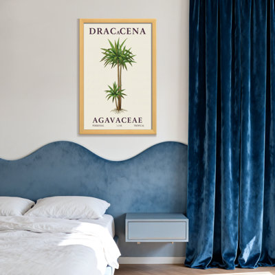 Plantes et fleurs, Dracena, plante vivace tropicale, famille Agavacées, reproduction d'art