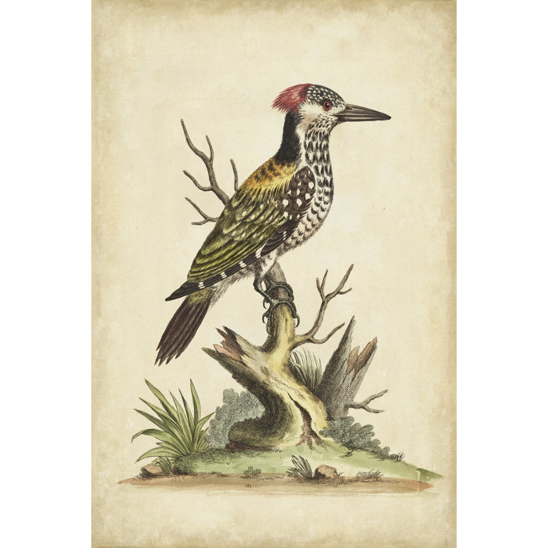 Leinwandbild Edwards Woodpecker von George Edwards