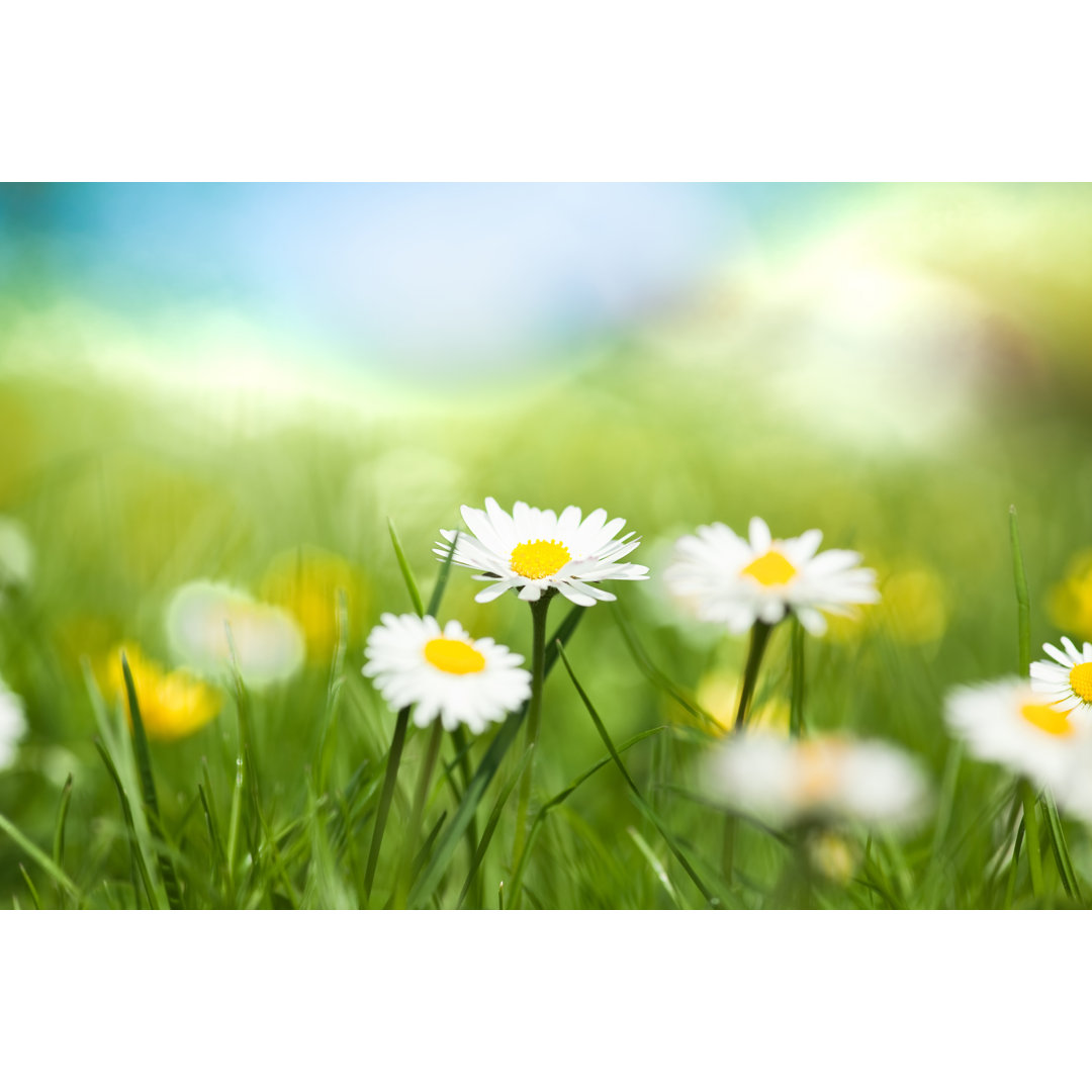 Leinwandbild Weiß und gelb blühende Gänseblümchen im Gras