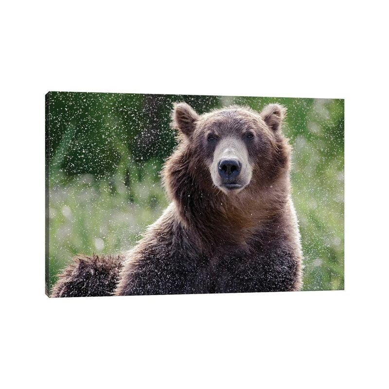 Brown Bear Shaking Off Water, Kamchatka, Russia by Sergey Gorshkov - Wrapped Canvas Print