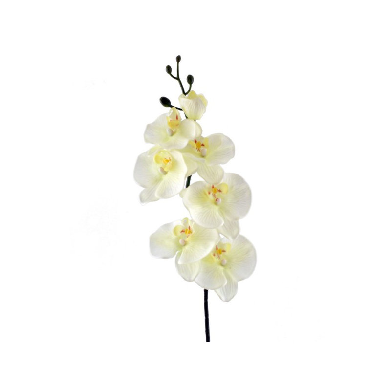 Orchid Arrangement