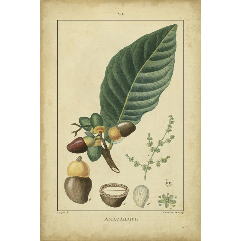 Vintage Turpin Botanical IV by Turpin - Wrapped Canvas Art Prints, 122cm H x 81cm W