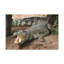No Frame Print on Canvas-2003531079