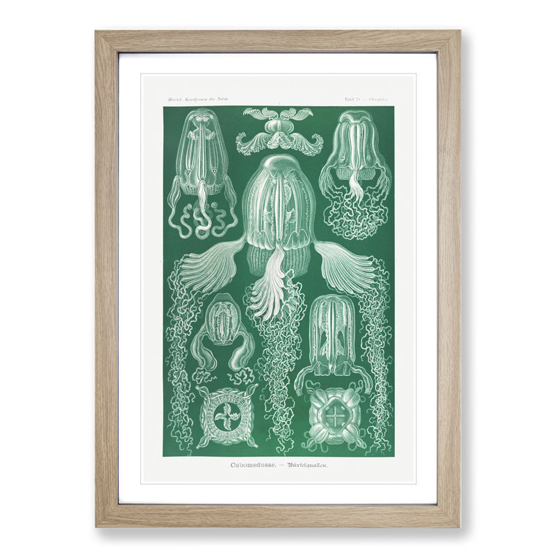 Cube Jellyfish by Ernst Haeckel - Picture Frame Graphic Art, Oak Framed, 48cm H x 36cm W x 2cm D