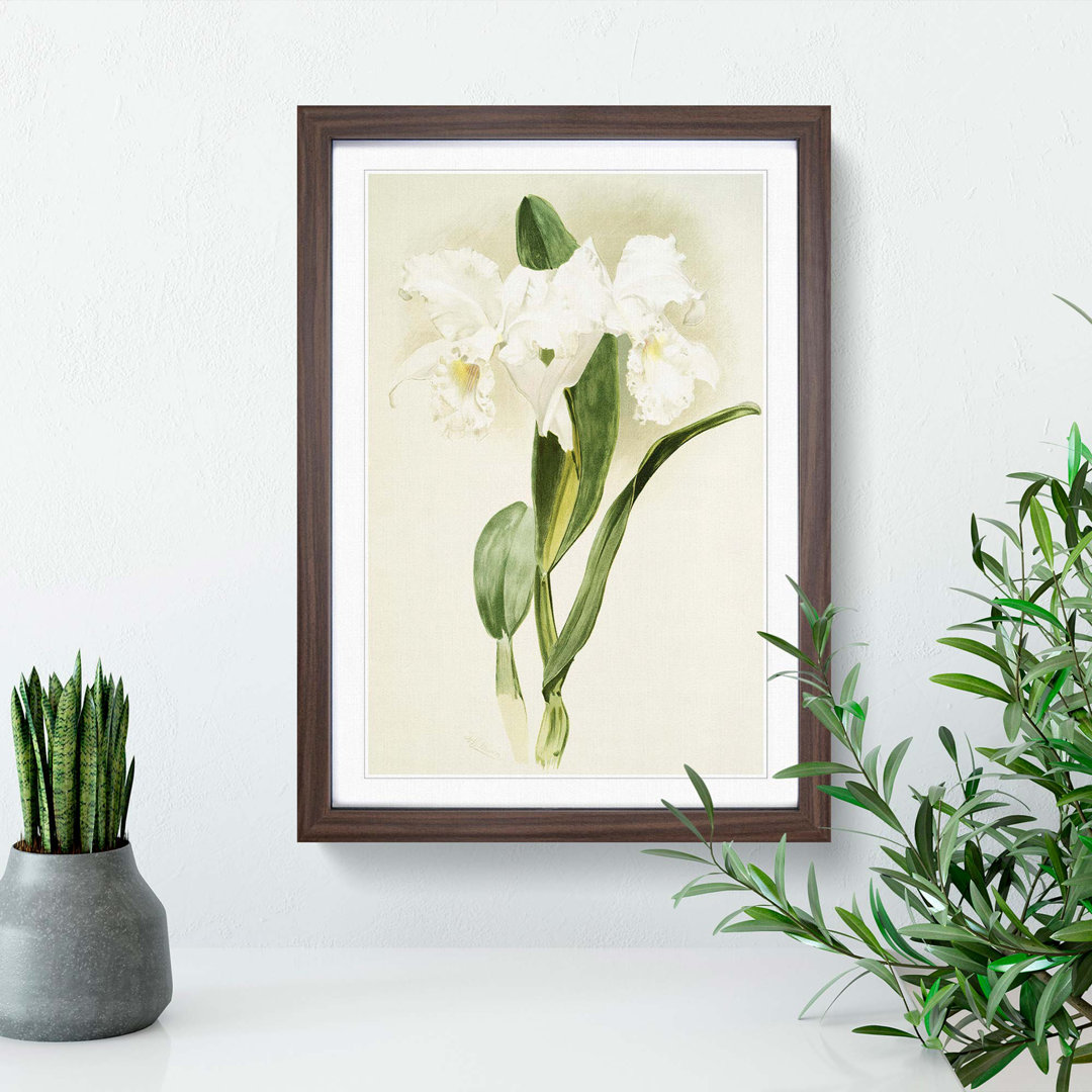 Magnolia Flowers Illustration Tab. 64 by Frederick Sander - Framed Print