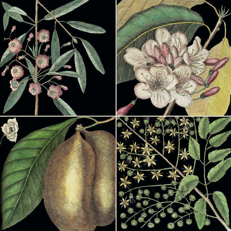 «Graphic Botanical Grid II» par Mark Catesby, impression sur toile tendue, H 30 po x l 30 po x P 1,25 po