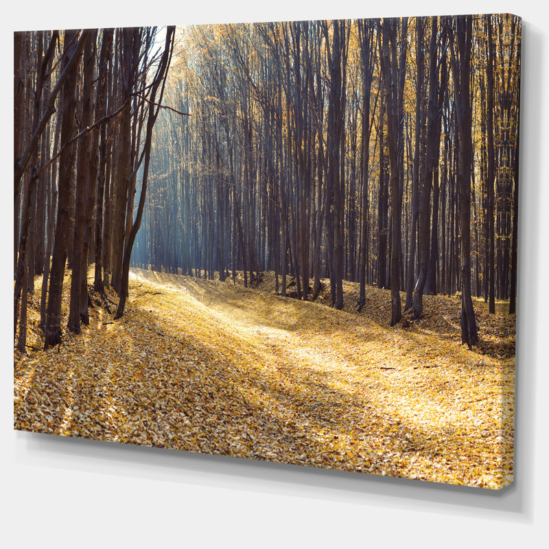 Path in the Fall Forest Panorama - Reproduction de photo sur toile tendue, H 30 po x l 40 po
