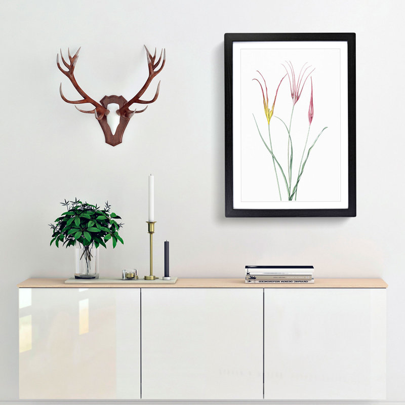 Horned Tulip Flowers by Pierre-Joseph Redoute - Picture Frame Painting Print, Black Framed, 36cm H x 27cm W x 2cm D