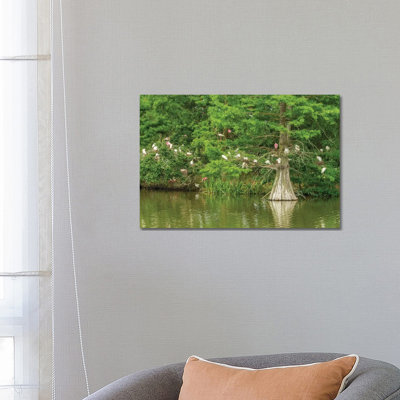 USA, Louisiana, Vermilion Parish. Rookery In Cypress Tree. by Jaynes Gallery - Wrapped Canvas Gallery-Wrapped Canvas Giclée