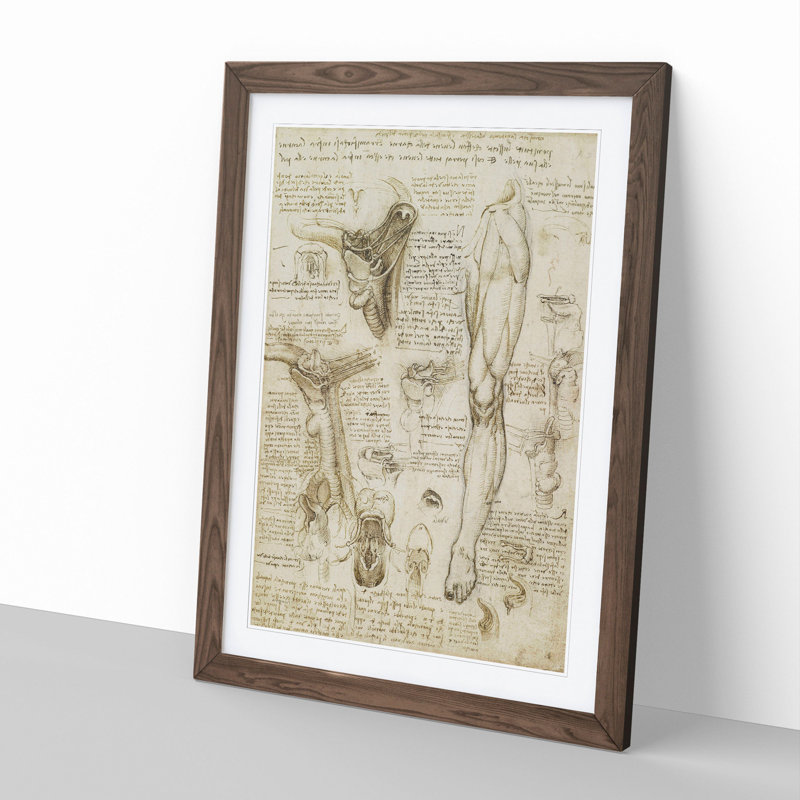 Human Anatomy Vol.7 by Leonardo Da Vinci - Picture Frame Drawing, Walnut Framed, 48cm H x 36cm W x 2cm D