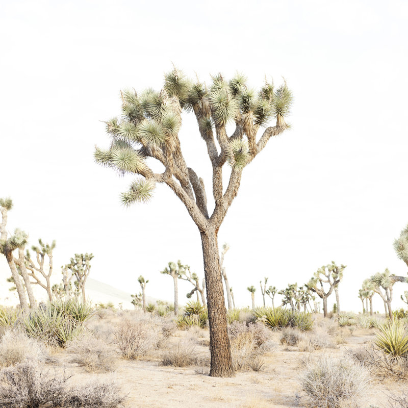 " Bree Madden Simple Times " by Bree Madden, 12" H x 12" W, No, Wrapped Canvas