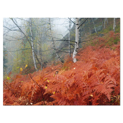 Red Fern in Foggy Fall Fay - reproduction de photo sur toile tendue