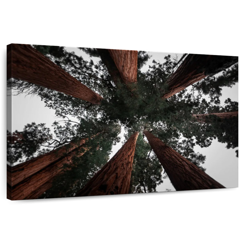 Redwoods de Harnek en Californie, H 16 po x l 24 po