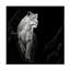 Art sur toile «Lion» Christian Meermann-93222004