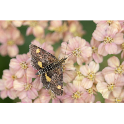 Aadiv Mint Moth - Wrapped Canvas Print