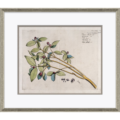 Paul Cezanne " Malaberica (Colored) " by Paul Cezanne