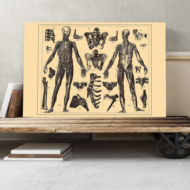 Encyclopedia Human Biology Skeleton - Wrapped Canvas, 50cm H x 76cm W