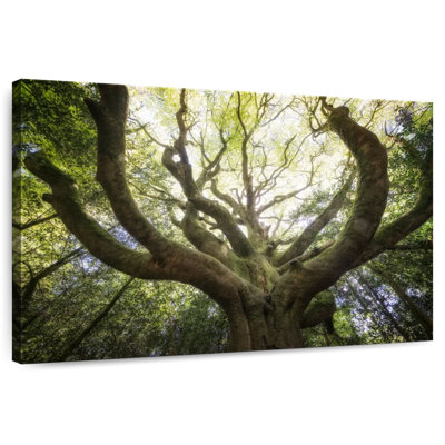 Harnek The Old Octopus Beech