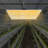 LED Plants Dimmable Grow Light 