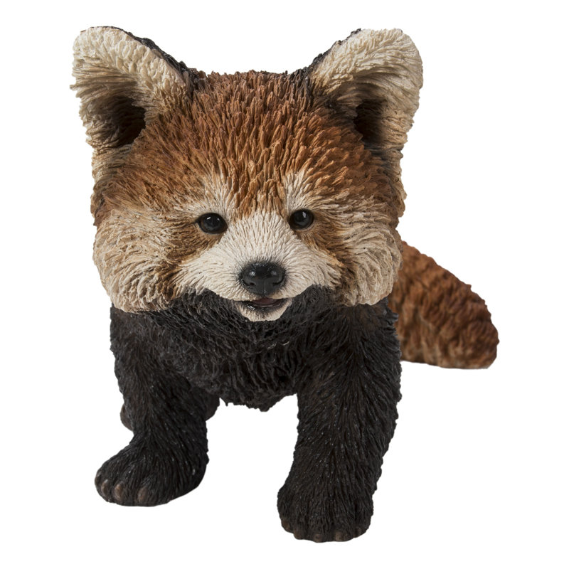 Red Panda Cub Walking