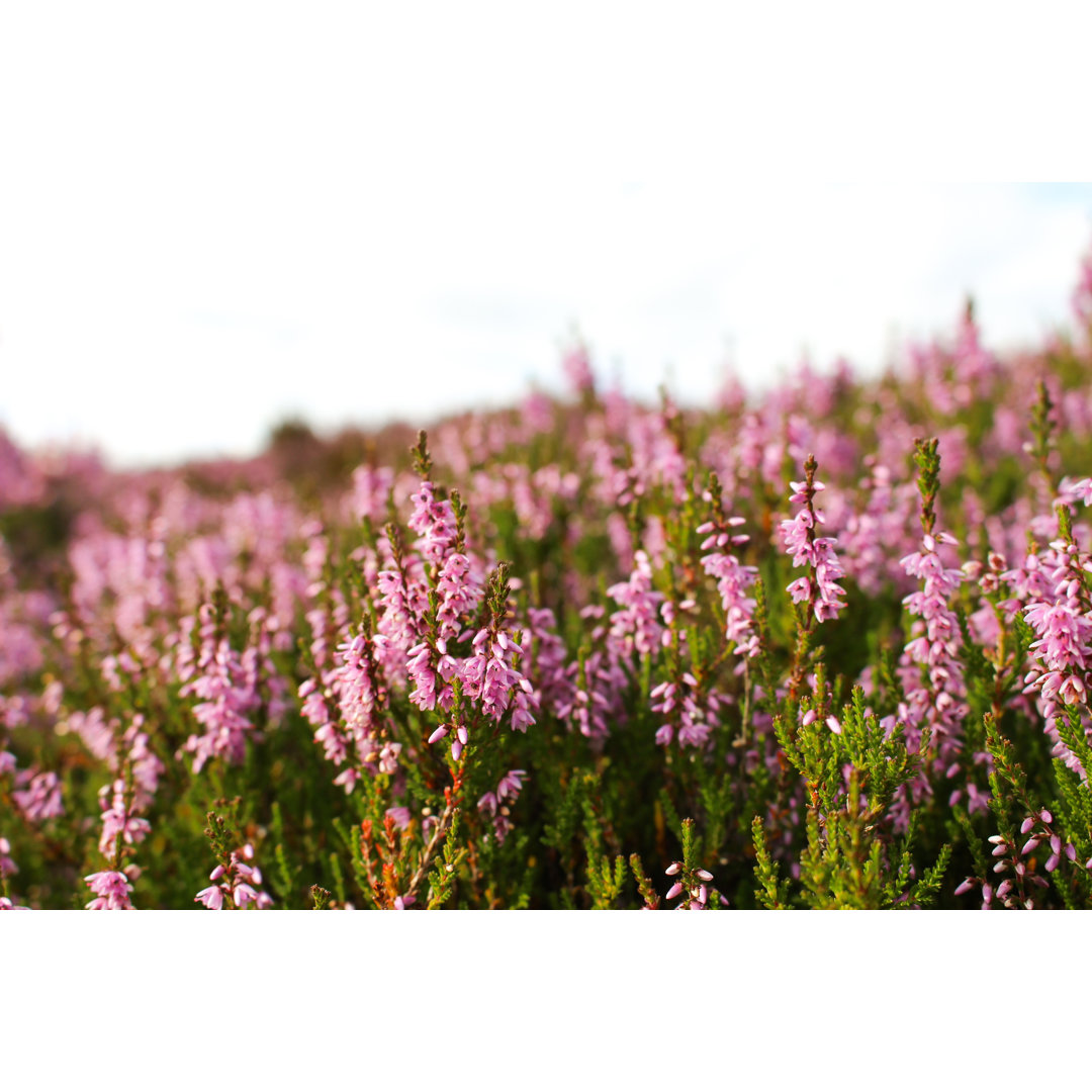 Schottisches Hochland von Cavan Images - Leinwanddrucke