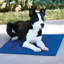 Tapis Coolin 'Pet-21228839
