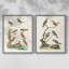 Oiseaux antiques dans la nature III - reproduction encadrée de qualité supérieure - prête à être accrochée - aucun clou requis - aucun clou requis-1034540977-1034540982